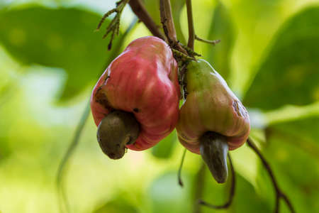 Red cashew fruit (Anacardium occidentale) growing on treeの写真素材