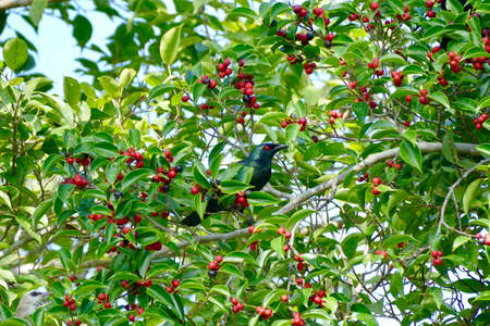 Asian Glossy Starling bird enjoy eating fruit of banyan tree (food of birds and various animals in tropical rainforest) in nature in Thailandの写真素材