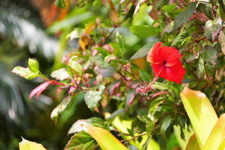 Red hibiscus flower in the garden with green leaf backgroundの写真素材