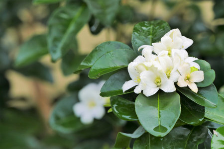 White Jasmine flower with green leaves in the garden on summer.