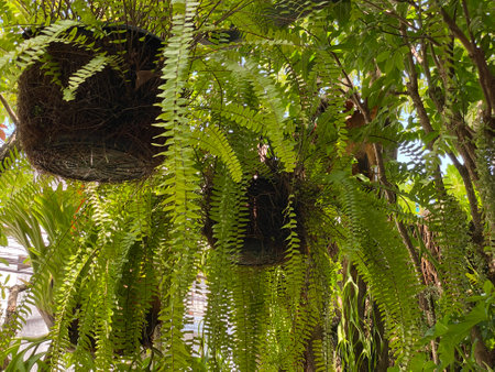 Ferns in a pot on a tree in the garden.の写真素材