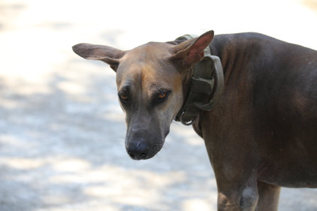 Thai Ridgeback dog in the park, Thailand. (Selective focus)の写真素材