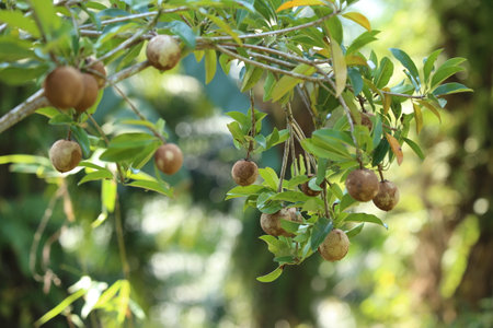 Sapodilla fruit on tree in the garden, Thailand.