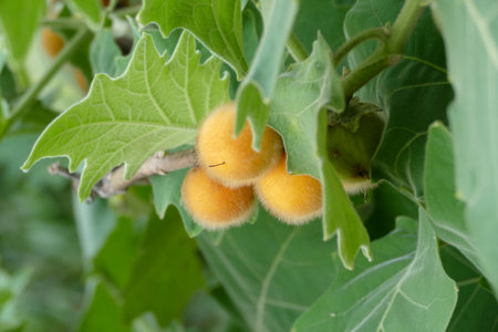 Solanum melongena fruit on tree in the garden.の写真素材
