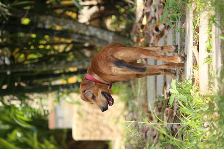 mixed breed puppy in the gardenの写真素材