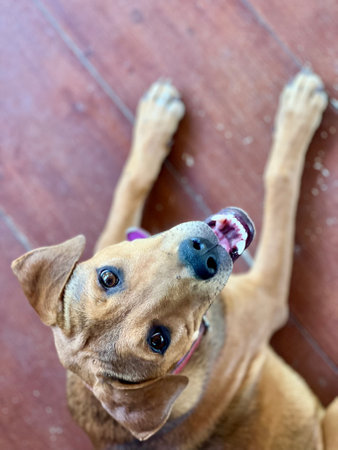Cute pitbull hybrid dog lying on the floor and looking up