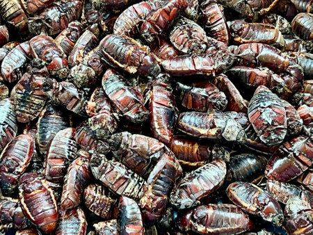 Close up of insect exotic Asian cuisineの写真素材