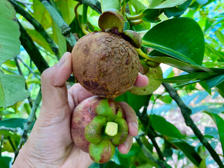 mangosteen fruit on tree in the garden,tropical fruitの写真素材