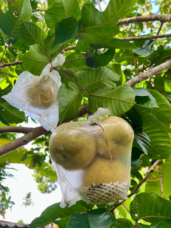 Santol fruit in plastic bag hanging on tree, organic food concept