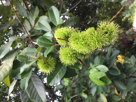 Rambutan fruit on the tree in the garden, Thailand.