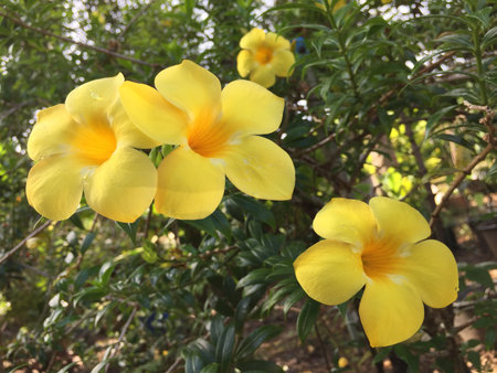 Yellow allamanda flowers in the garden, closeup of photo