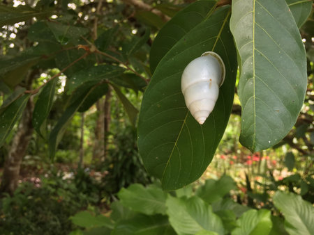 White shell on the green leaf of a tree in the garden.の写真素材