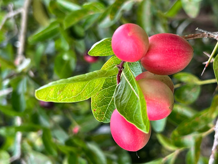 Carissa carandas, Carissa carandas or Karonda fruits