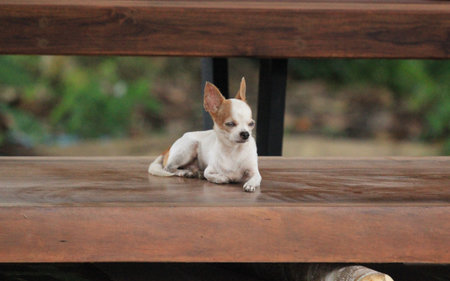 Chihuahua dog sitting on a wooden bench in the gardenの写真素材