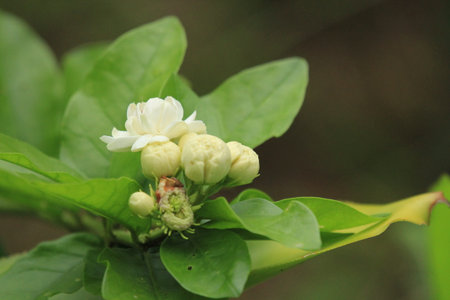 Beautiful white jasmine flower blooming on tree in the garden.の写真素材