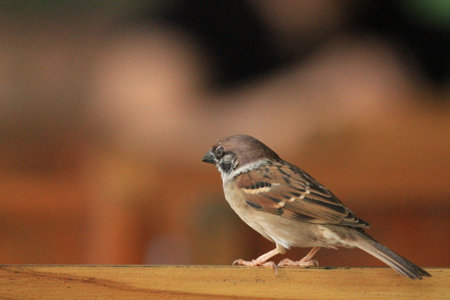 Sparrow sitting on a wooden table. Selective focus and shallow depth of field.の写真素材