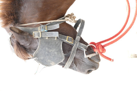 Closeup portrait of a brown horse in harness on a white backgroundの写真素材