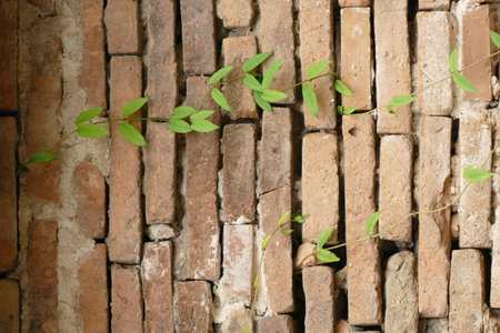 Closeup green plant growing on old brick wall, Space for textの写真素材
