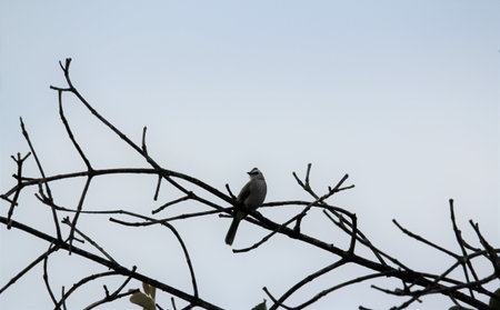 Bird on a tree branch with blue sky in the background, Thailandの写真素材