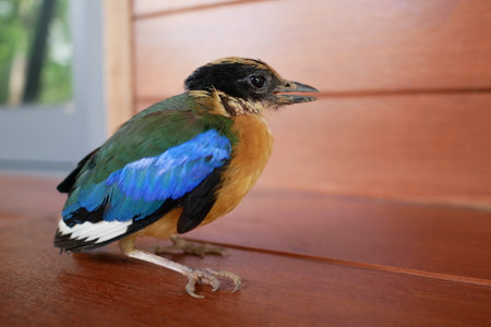 Close up shot of colorful beautiful Blue-winged Pitta (Pitta moluccensis) sitting on the old wooden floorの写真素材