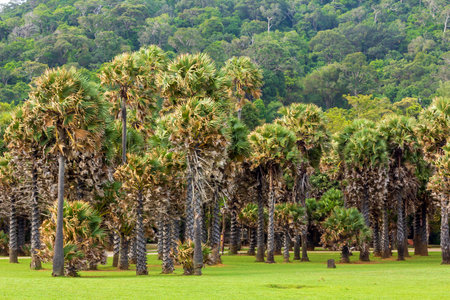 Beautiful tropical palm trees in the botanic gardenの写真素材