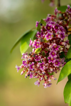 Close up of purple flowers on tree branch in the gardenの写真素材