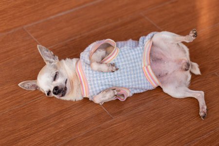 Portrait small cute chihuahua dogの写真素材