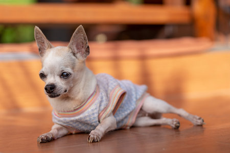 Portrait small cute chihuahua dogの写真素材