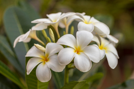 Close up of white and yellow frangipani or plumeria flower blooming on the tree