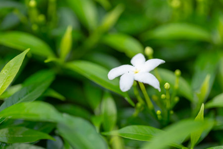 White cape jasmine or Gardenia jasmine flower blooming on tree in tropical garden