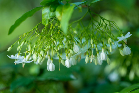 Close up of beautiful bunch of white wrightia religiosa benth flower in the garden