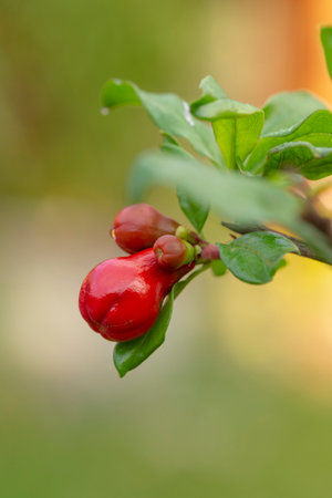 Orange pomegranate flower on tree in tropical gardenの写真素材