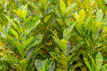Croton plant in tropical garden