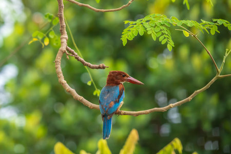 White-throated Kingfisher (Halcyon smyrnensis) in Thailand