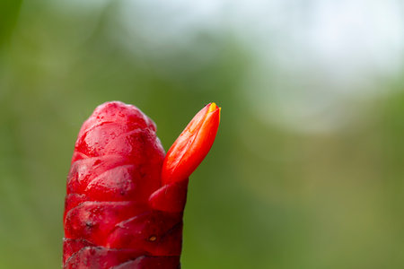 Red ginger costus speciosus flower in tropical garden