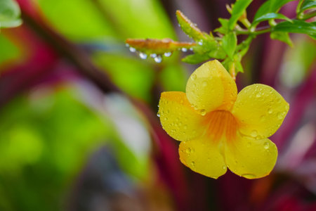 Yellow Allamanda flower with water drop in rainy daysの写真素材