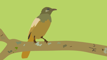 Vector illustration Streak-eared Bulbul birdのイラスト素材