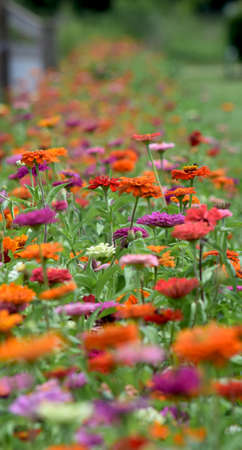Zinniasの写真素材