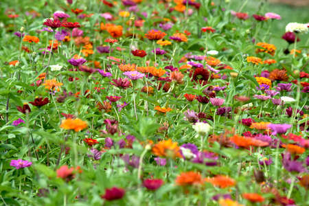 Zinniasの写真素材