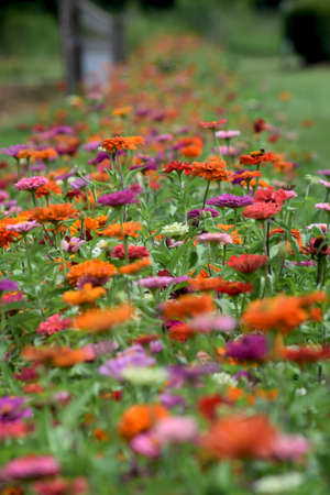 Zinniasの写真素材