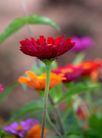 Zinniasの写真素材