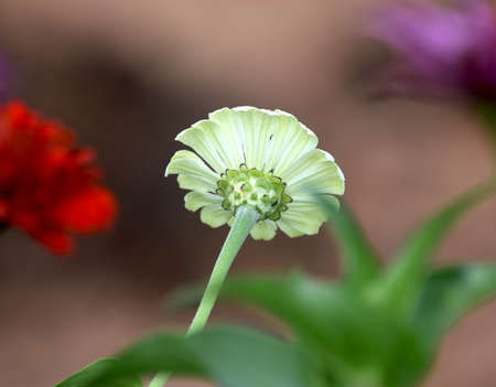 Zinniasの写真素材