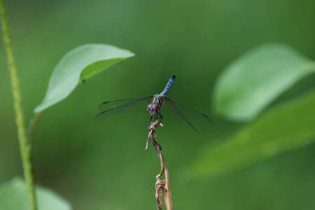 Dragonflies in the Gardenの写真素材