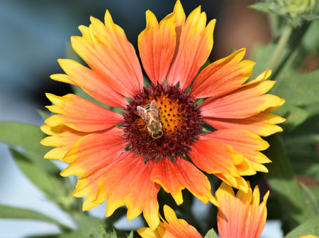 Gaillardia Flowersの写真素材
