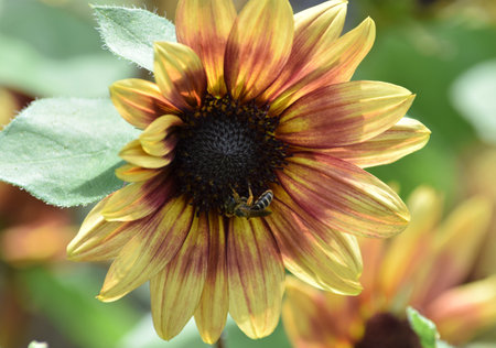 Sunflowerの写真素材