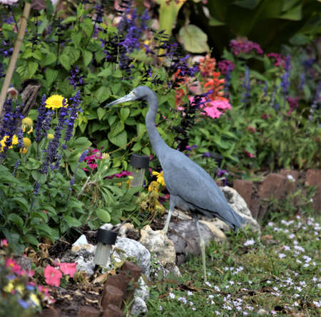 Little Blue Heronの写真素材