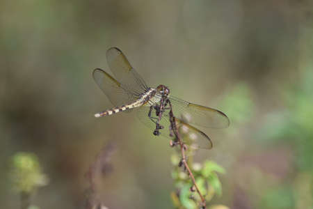 Dragonflies in the Gardenの写真素材