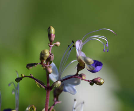 A macro shot of a small purple and white flower with blurred background.