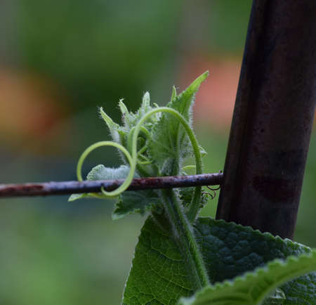 Cucumber Vinesの写真素材