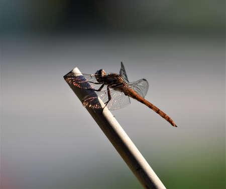 Dragonflies in the Gardenの写真素材